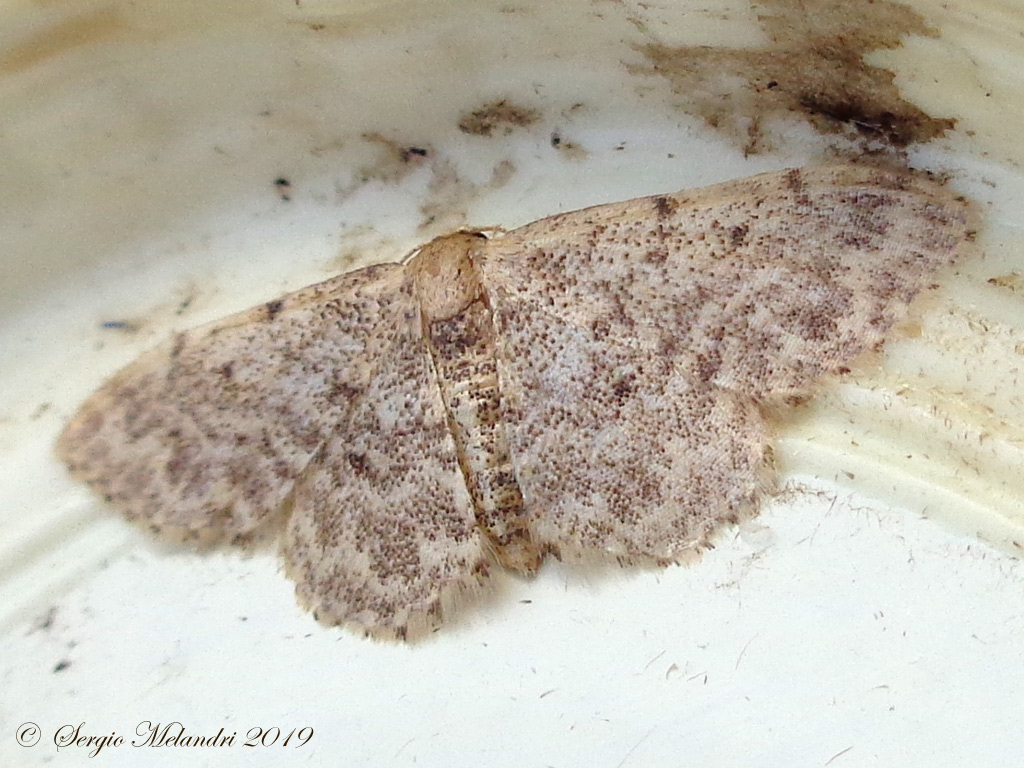 Geometride da ID - Scopula marginepunctata